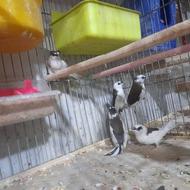 انواع پرندگان زینتی عروس هلندی.مرغ عشق.فنج.مینا