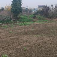 فروش زمین کشاورزی 517 متر در تلیران