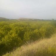 نیازمند سرمایه گذار درزمینه باغ سیب