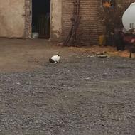 خرگوش سرحال