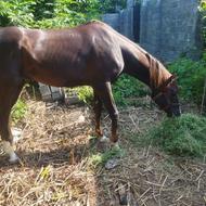 اسب عرب 5سال