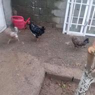 مرغ گلین لری