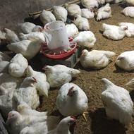 مرغ ارگانیک