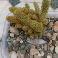 گل و کاکتوس