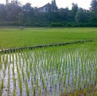 365 متر زمین گلدشت دوگلسرا