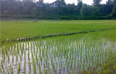 365 متر زمین گلدشت دوگلسرا