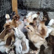 جوجه محلی 12روزه کرچ شو