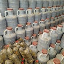 خیار شور همدان