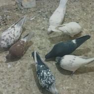 تعدادی کفتررنگی