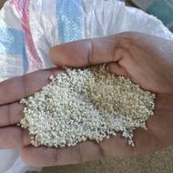 نیم دانه دمسیاه