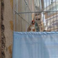 فروش سهره تازه تخت جوجه امسال