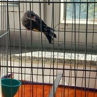 خرید جوجه سهره نیم رنگ یالک استپ