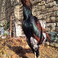 خروس لاری شامو