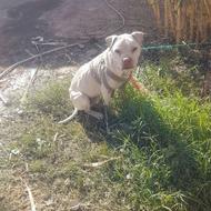 واگذاری سگ بیت پول