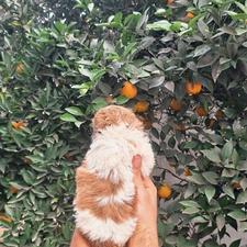 توله شیتزو سوپرفلت