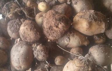 اجاره زمین کشاورزی جهت کشت سیب زمینی و سیر