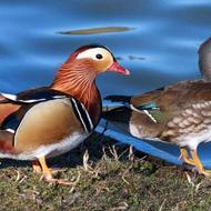 فروش اردک زینتی و پرورشی