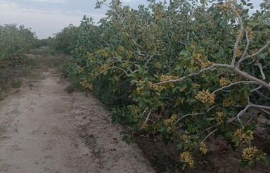 5000 متر باغ پسته موقعیت عالی