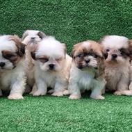 واگذاری توله شیتزوسوپرفلت واگذاری 