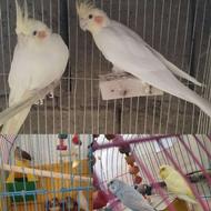 پرندگان خانگی و مولد ضمانتی