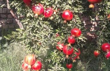 300 متر خانه ویلا نیمه کاره سفلچگان