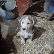 واگذاری کته هاسکی