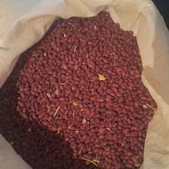 لوبیا چیتی قرمز