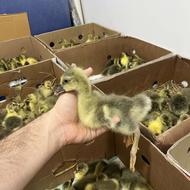 جوجه غاز محلی از یک روزه تا دو هفته ای