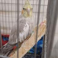 عروس هلندی آواز خوان