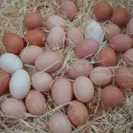 فروش تخم مرغ محلی