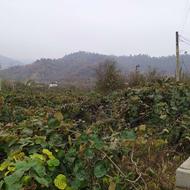 5242 متر باغ کیوی 5242