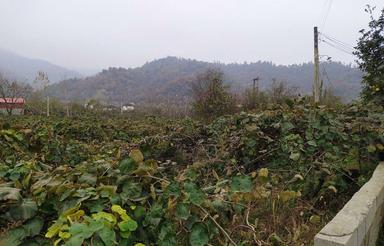 5242 متر باغ کیوی 5242