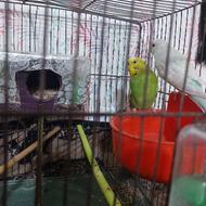 مرغ عشق قشنگم جوان