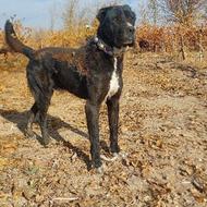 واگذاری سگ سرابی توله