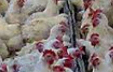 فروش مرغداری گوشتی 70 هزارتای