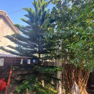 یک کاج مطبق سلامت