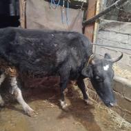 گاو 6ماه ابستن ی شکم زاییده