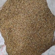 برنج چمپا چلتک