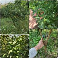 فروش عمده کامکوات