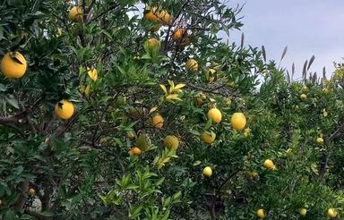 زمین 300 متری داخل بافت متری در ساری