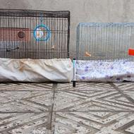 دو عدد قفس پرنده