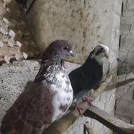 کبوتر پرشی ساعت بالا