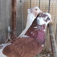 فروش فوریه یه جفت کفتر پرشی ساعت بالا