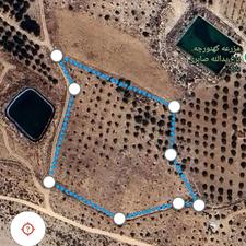 15 هزار متر باغ بادام دیم