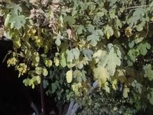 اجاره خانه 300 متر در شهرک قدس در شیپور