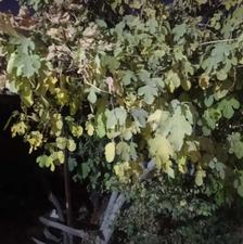 اجاره خانه 300 متر در شهرک قدس