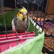 عروس هلندی نر و ماده