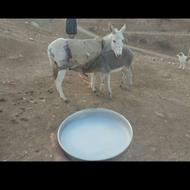 شیر الاغ تازه