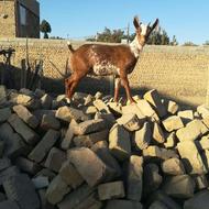 بزغاله.نر.صلاله