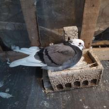 فروش چند عدد کبوتر پرشی